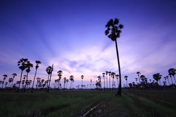 Palmengarten Morgen — Stockfoto