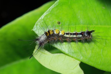 Bahçedeki yaprağın üzerinde tırtıl