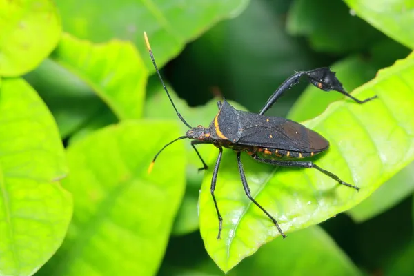 Insects Leaves Garden — Stock Photo, Image