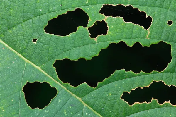 Die Blätter Werden Von Insekten Gefressen — Stockfoto