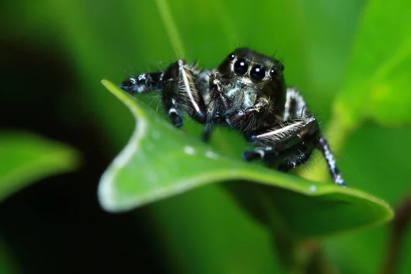 Araña Parque — Foto de Stock