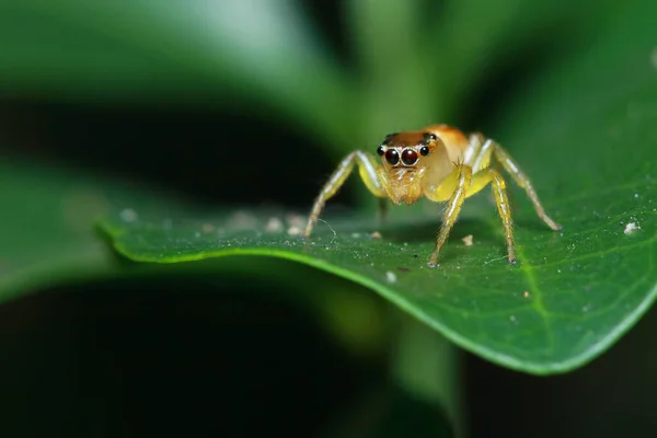 Aranha Parque — Fotografia de Stock