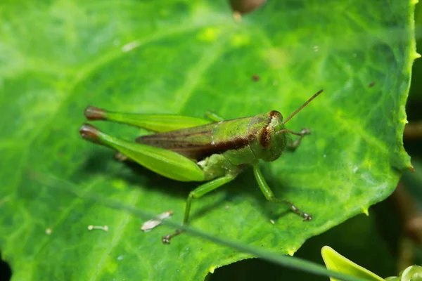 Grasshopper Jardín —  Fotos de Stock