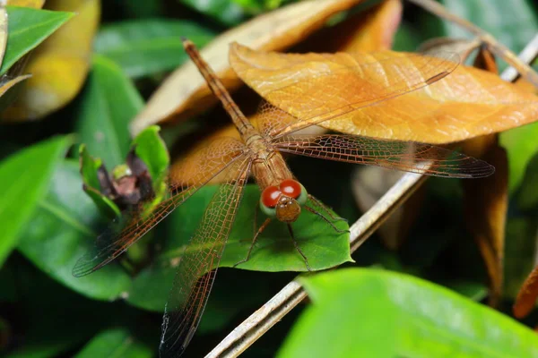 Libelle Park — Stockfoto