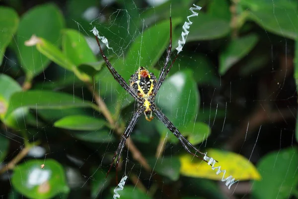 Araña Parque — Foto de Stock