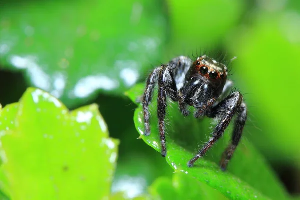 Araña Parque — Foto de Stock