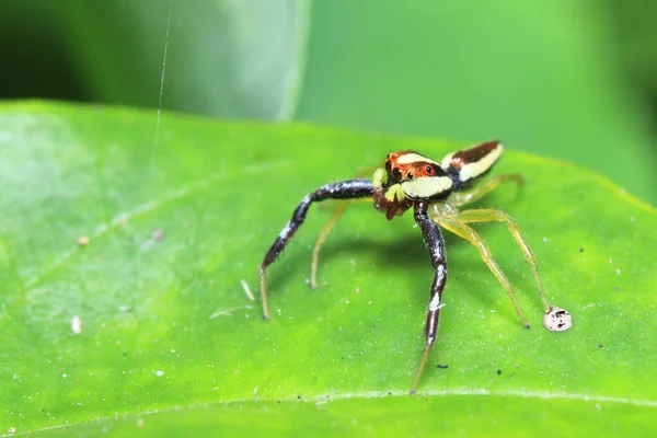 Aranha Parque — Fotografia de Stock