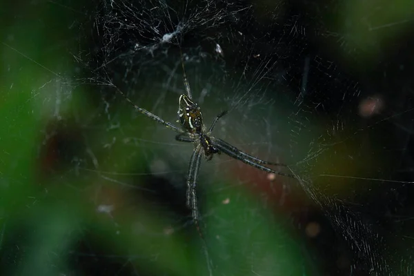 Parktaki Örümcek — Stok fotoğraf