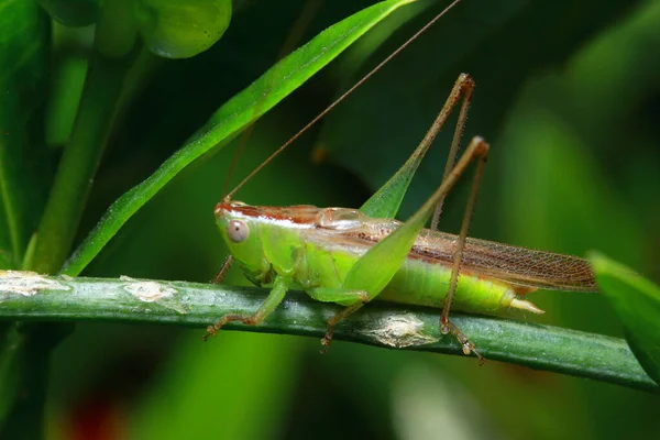 Saltamontes Parque —  Fotos de Stock