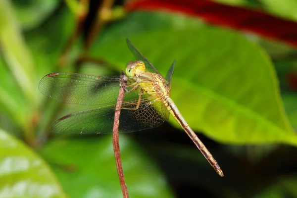 Libelle Park — Stockfoto