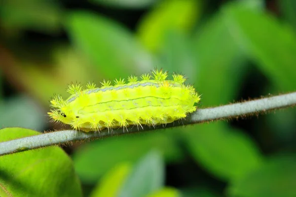 Bruchi Nel Giardino — Foto Stock