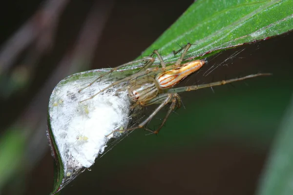 Aranha Parque — Fotografia de Stock