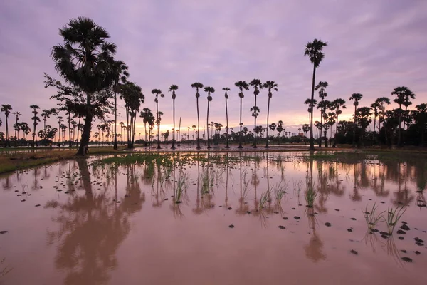 Jardín Palmeras Por Mañana Los Campos — Foto de Stock