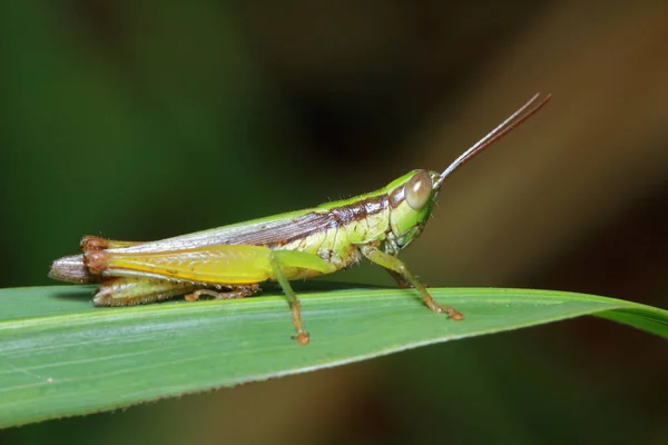 Saltamontes Parque —  Fotos de Stock