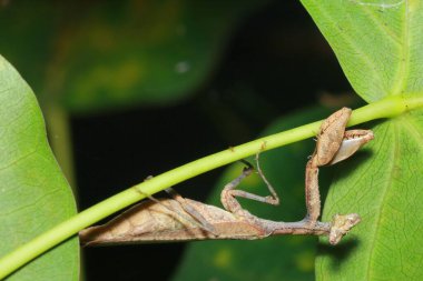 praying mantis in the forest