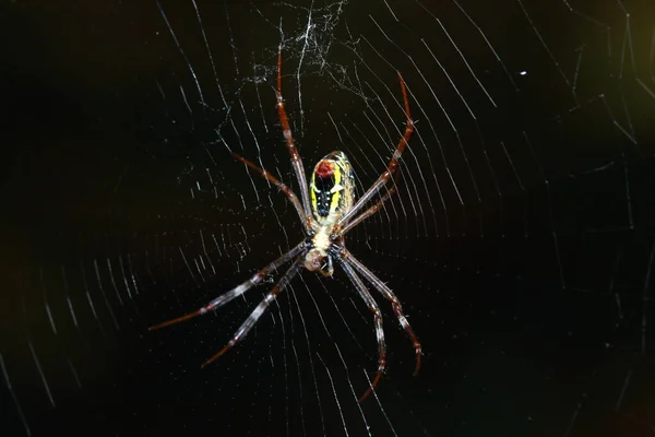 Araignée Dans Forêt — Photo