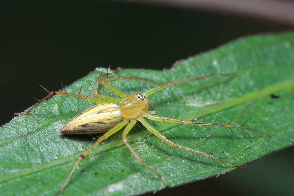 Araña Bosque — Foto de Stock