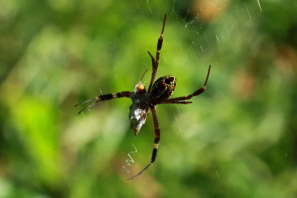 Araña Bosque — Foto de Stock