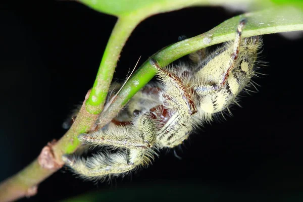 Spinne Wald — Stockfoto