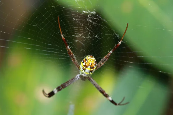 Araignée Dans Forêt — Photo