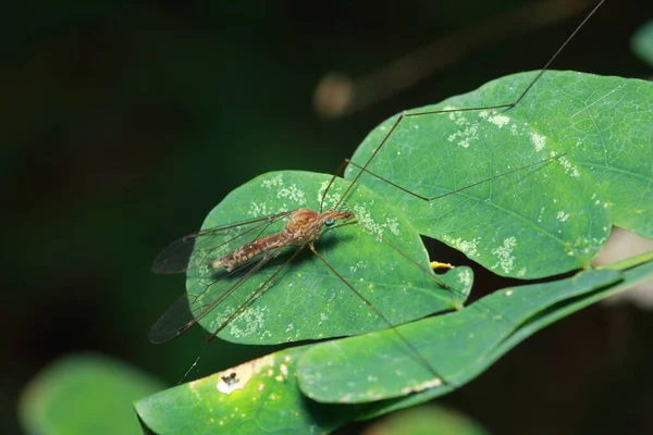 Insectes Dans Forêt — Photo
