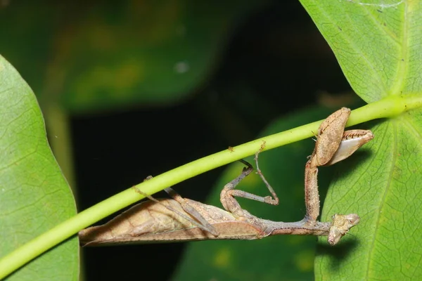 Mantis Religiosa Bosque —  Fotos de Stock
