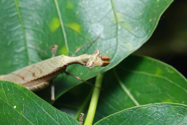 Praying Mantis Forest —  Fotos de Stock