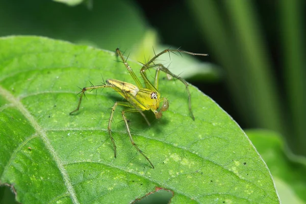 Araña Bosque —  Fotos de Stock