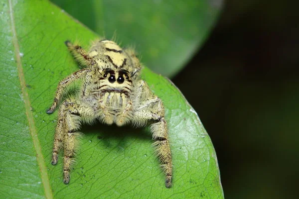 Spinne Wald Stockbild