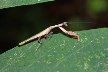 praying mantis in the forest