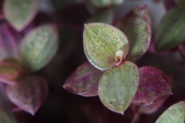 young leaves in the garden