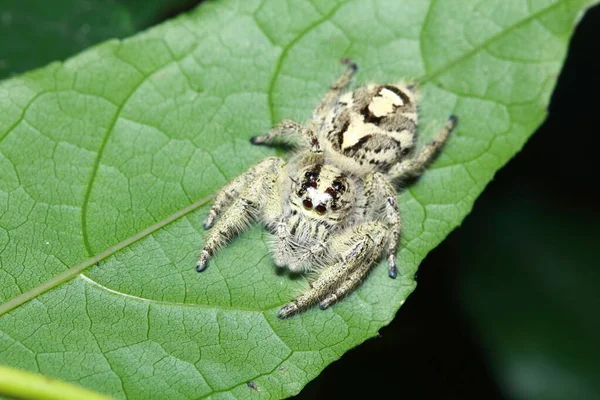 Pók Erdőben — Stock Fotó