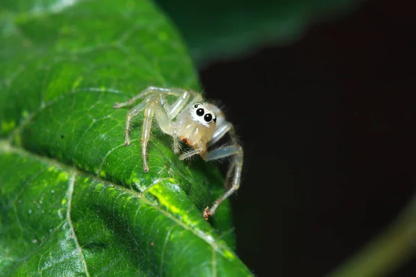 Araña Bosque — Foto de Stock