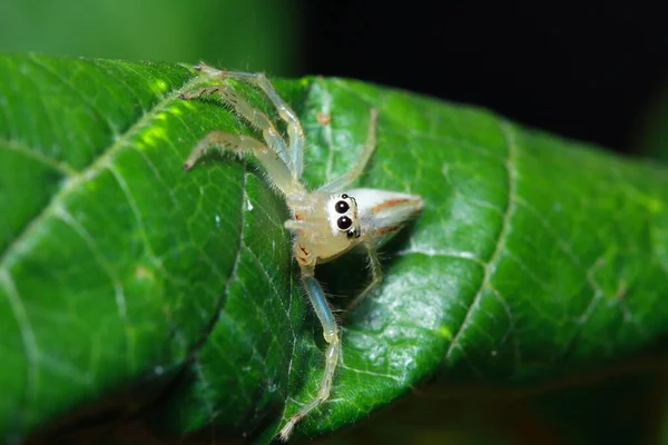 Ormandaki Örümcek — Stok fotoğraf