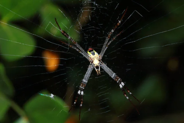 Araña Bosque — Foto de Stock