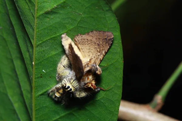 Spinne Wald — Stockfoto