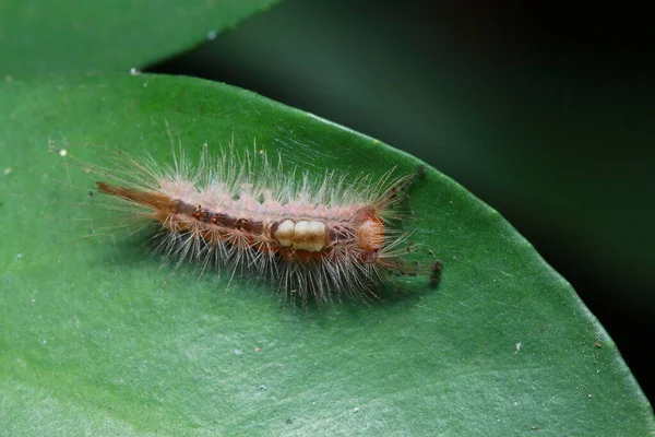 Caterpillar Tree Forest — Fotografia de Stock