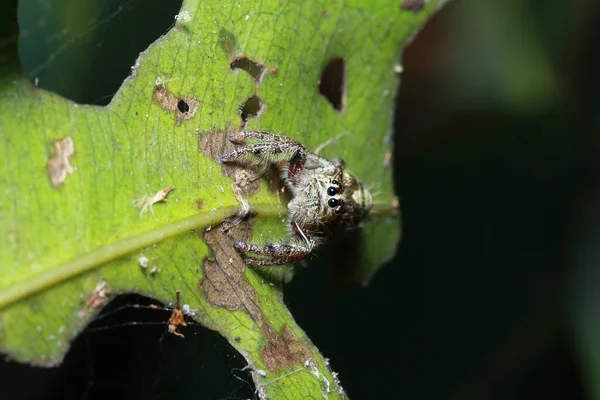 Pók Erdőben — Stock Fotó