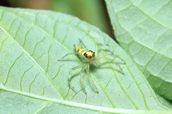 Ormandaki Örümcek — Stok fotoğraf