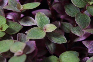 Small leaf tops in a pot