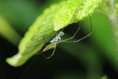 Bir yaprak bahçe örümcek