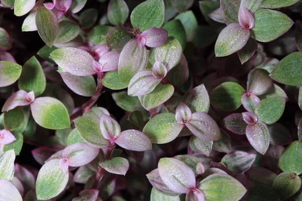 Small Leaf Tops Pot — Stockfoto