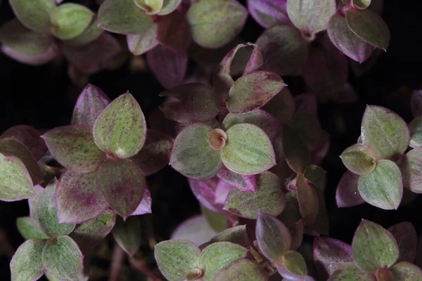 Small Leaf Tops Pot — Stockfoto