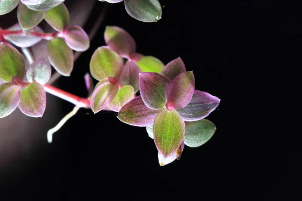 Small Leaf Tops Pot — Stock fotografie