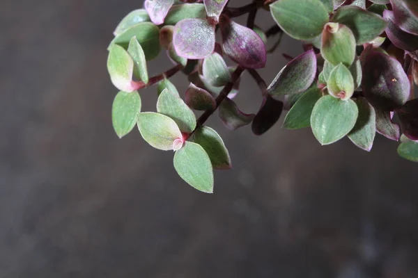 Small Leaf Tops Pot — Stockfoto