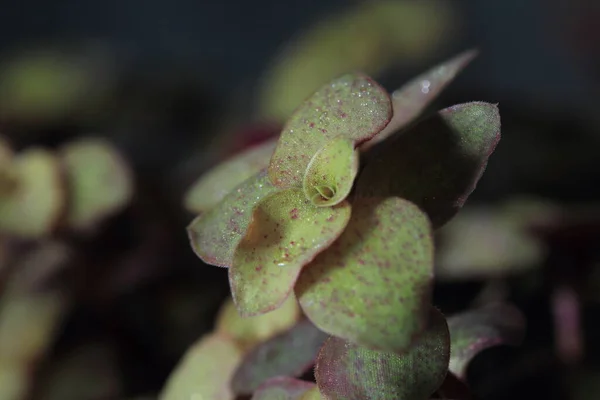 Small Leaf Tops Pot — Stok Foto