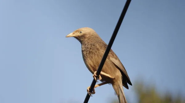 Jungle Babbler Wire — Stockfoto