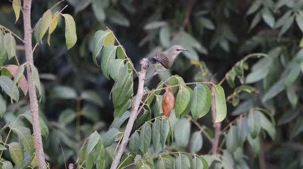 Lila Sonnenvogel Thront Auf Einem Baum — Stockfoto