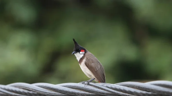 Rotschnurrbart Bulbul Thront Auf Einem Draht — Stockfoto