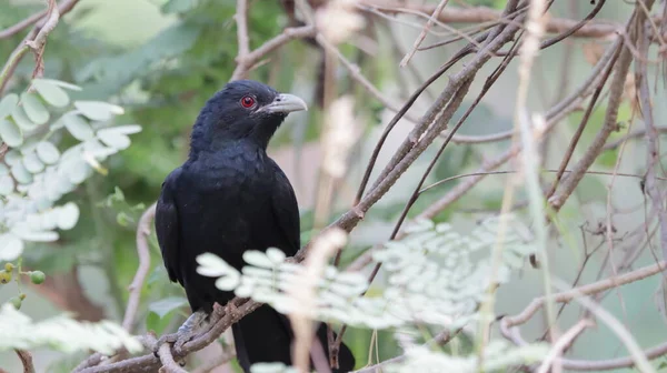 Blackbird Ветке — стоковое фото